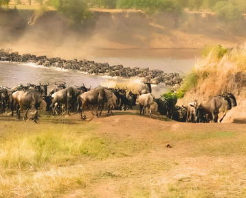 The herd on the move.